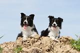 BORDER COLLIE 503